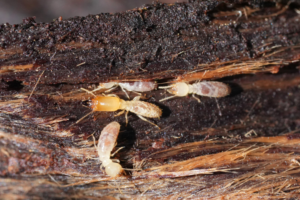 Détection de termites