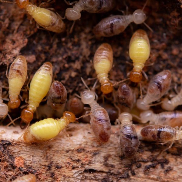 Les termites, un fléau pour l'économie