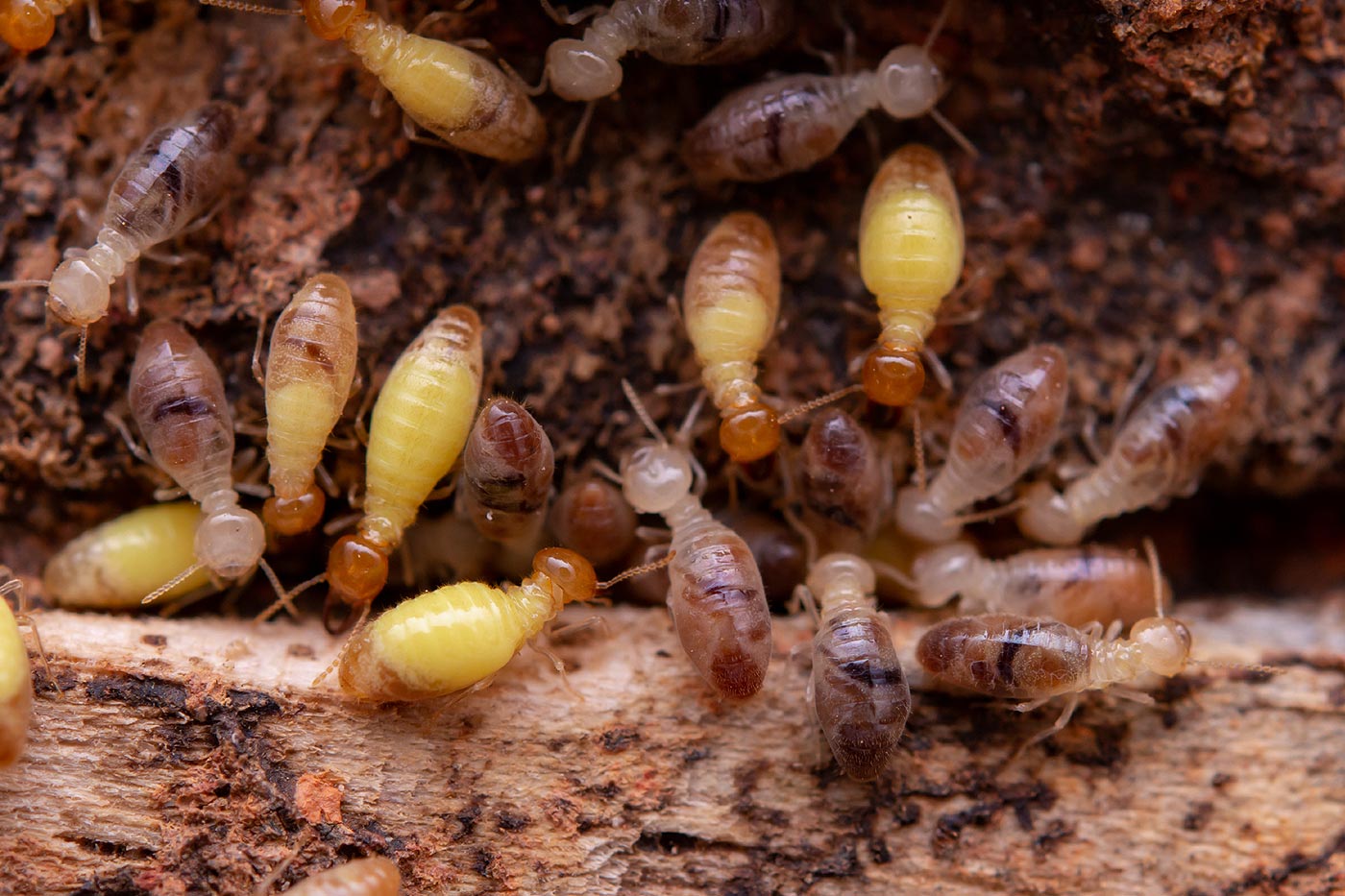 Les termites, un fléau pour l'économie