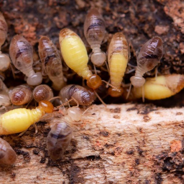 Les termites : de la naissance à la colonie