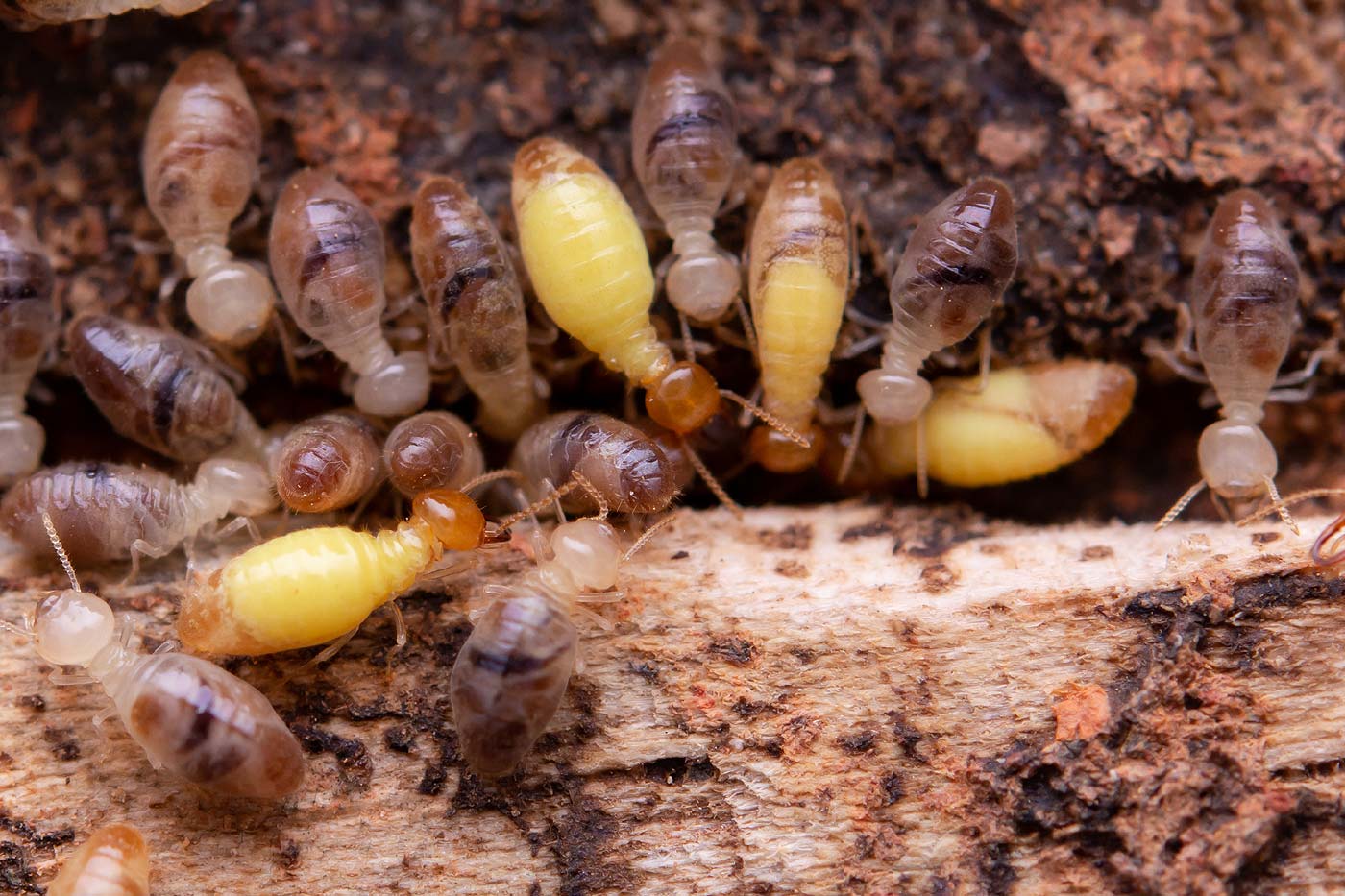 Les termites : de la naissance à la colonie