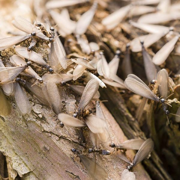 L'impact crucial des termites sur les écosystèmes