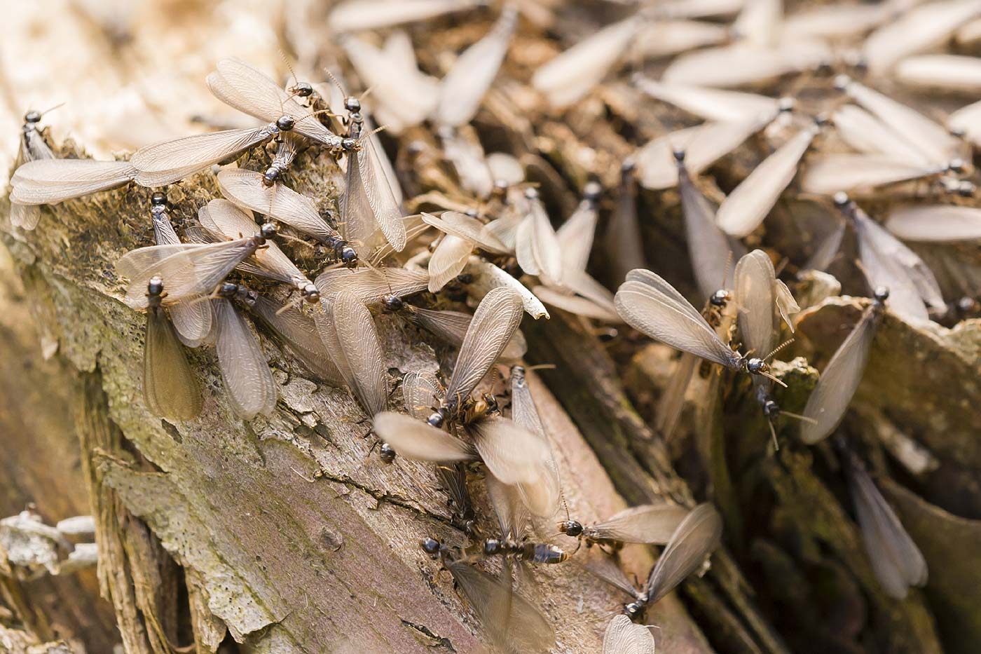 L'impact crucial des termites sur les écosystèmes