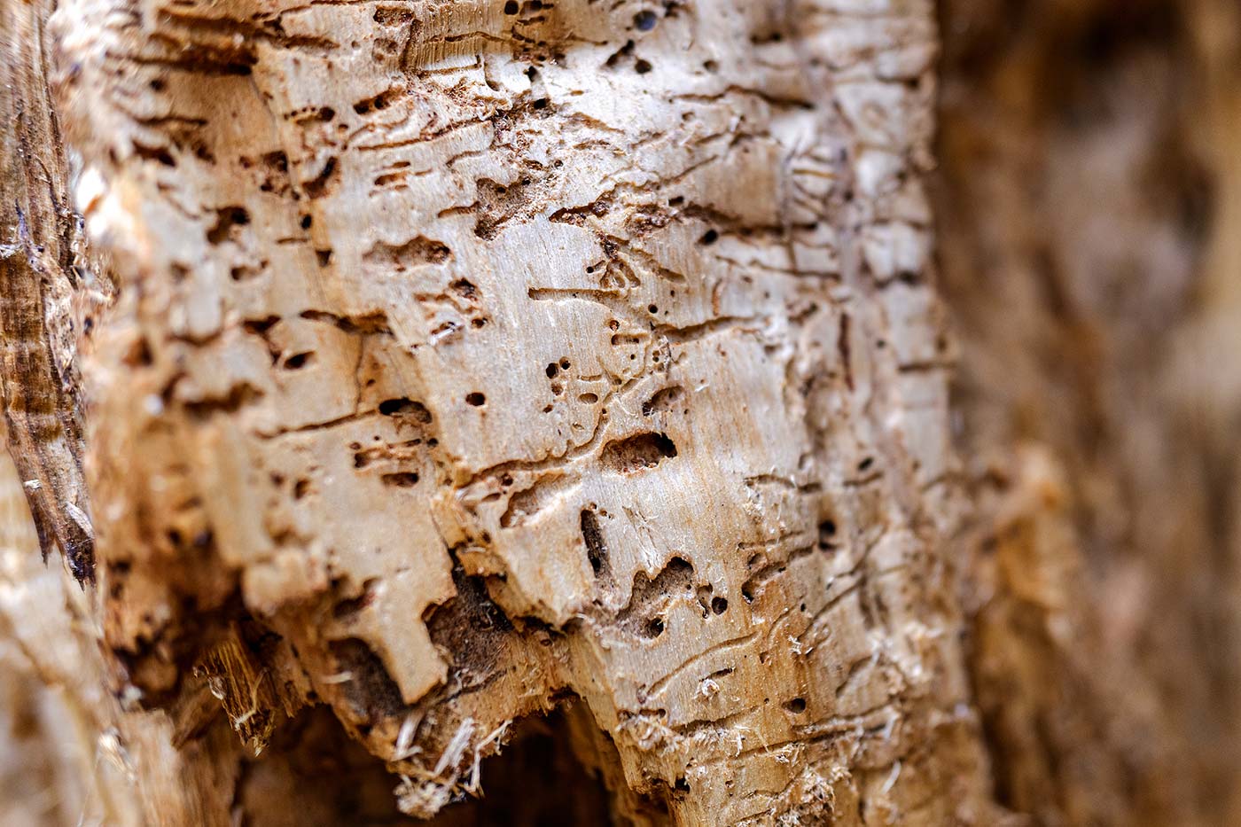 Les termites, créateurs de microhabitats dans le bois.