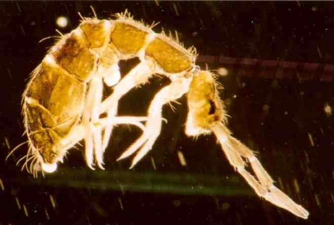 Isotoma anglicana Lubbock, 1873 (Collembola, Isotomidae) © U. Burkhardt