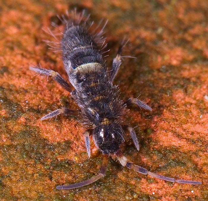 Orchesella cincta, une collembole. © Mvuijlst