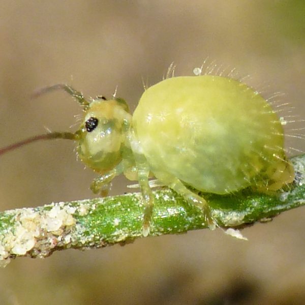 Collembole, Sminthurus viridis © Lucarelli