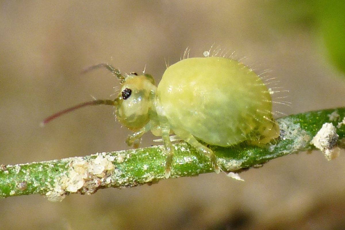 Collembole, Sminthurus viridis © Lucarelli