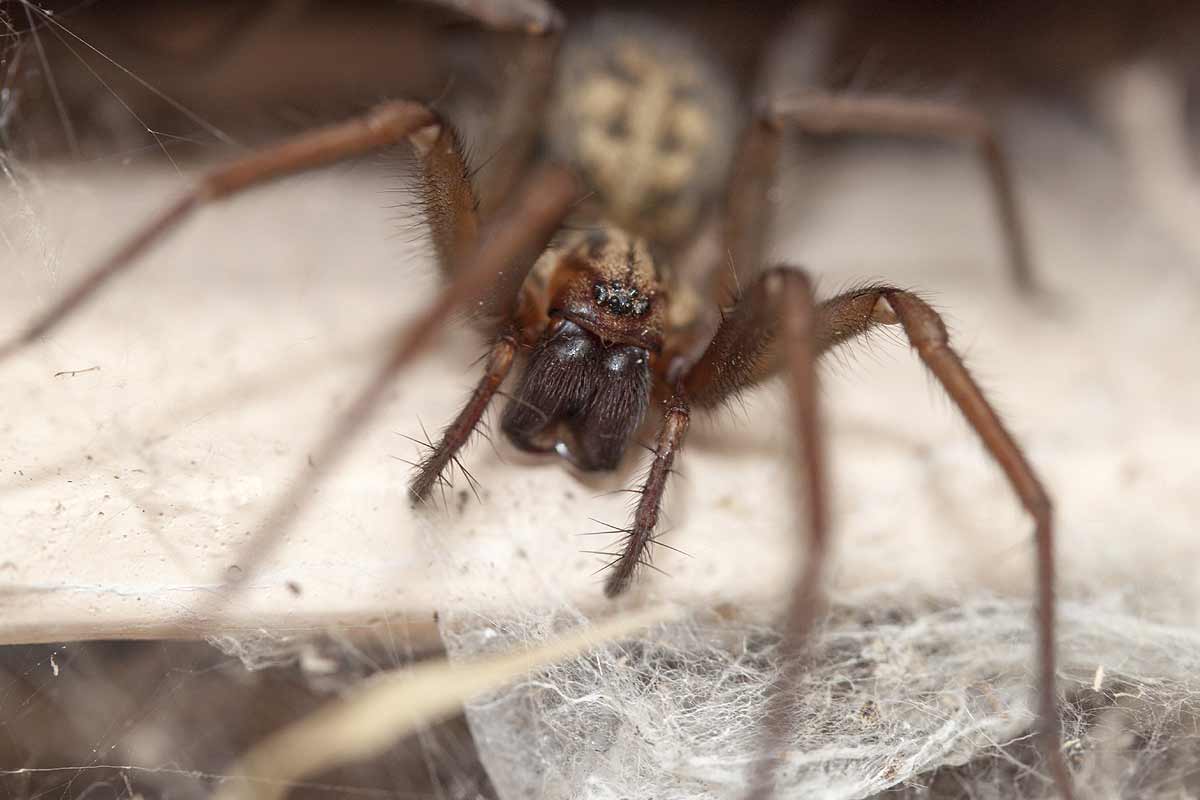 araignées à l'approche de l'hiver