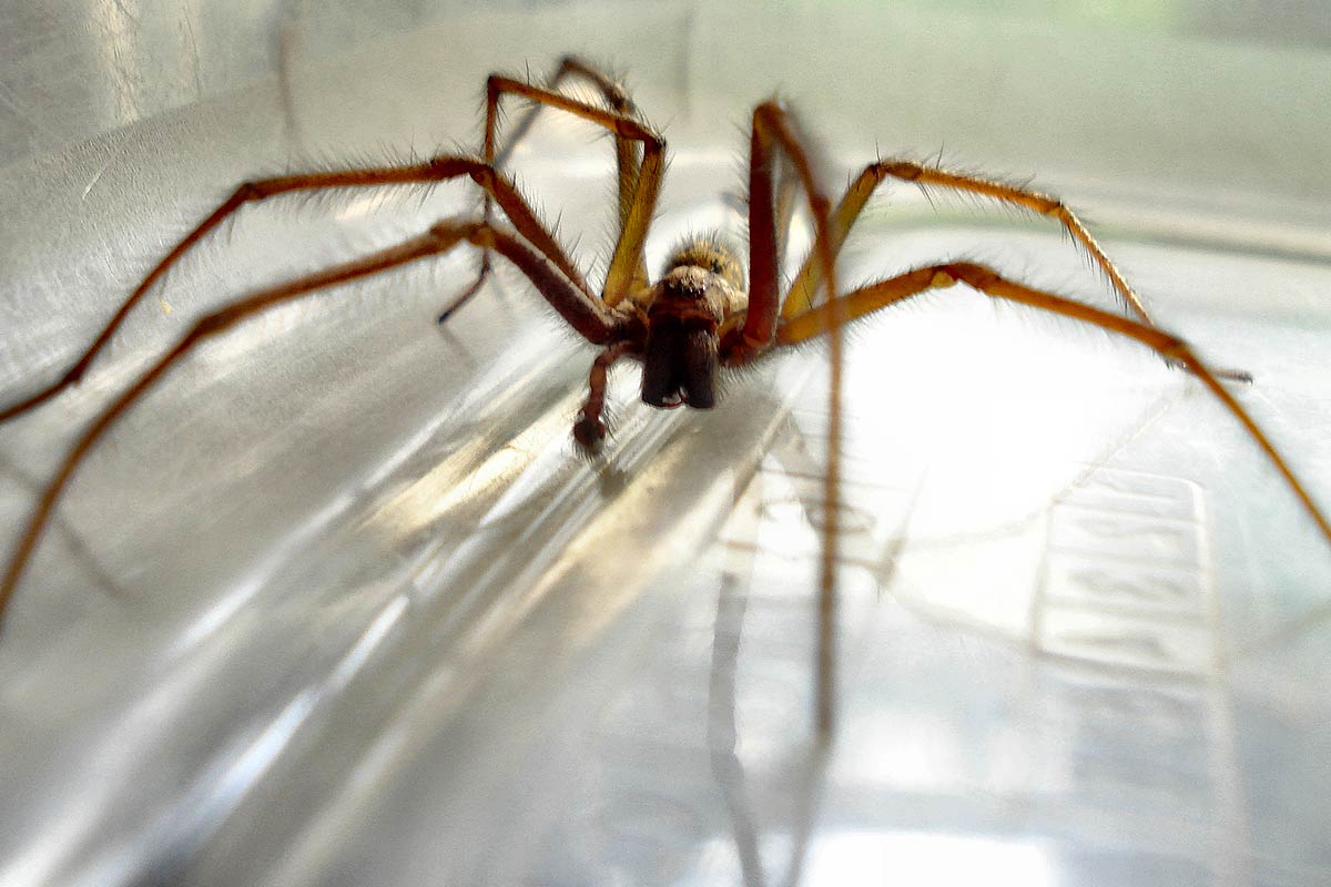 Est-ce que les araignées survivent au froid ?