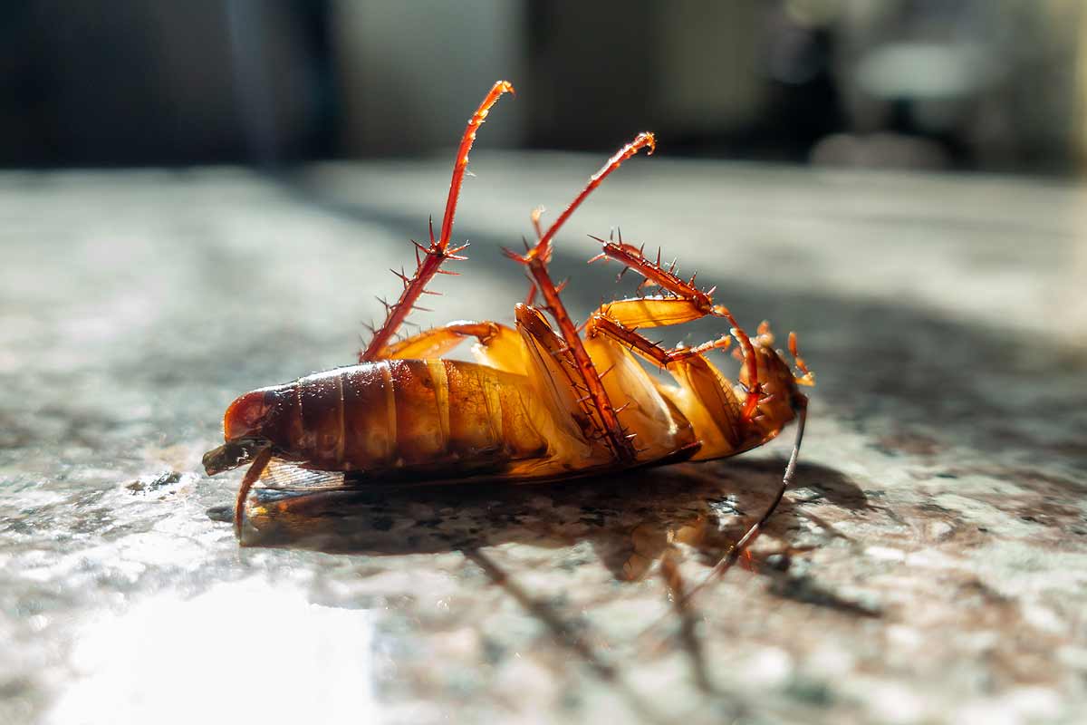 Cafard mort dans la maison