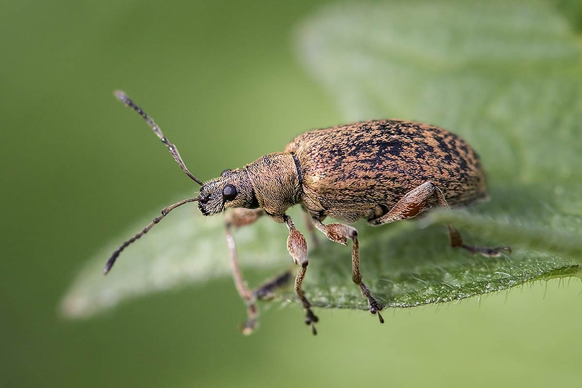 Comment lutter contre les charançons des jardins ?