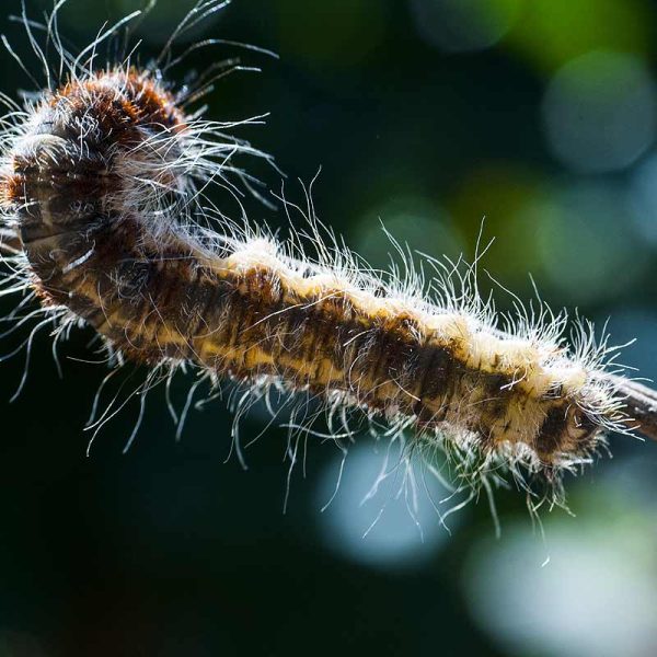 Quand descendent les chenilles processionnaires du pin ?