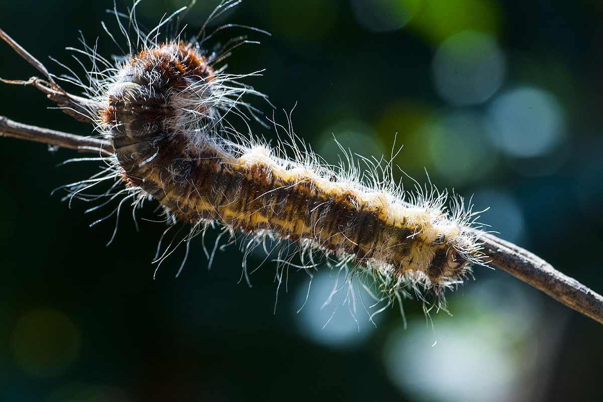 Quand descendent les chenilles processionnaires du pin ?