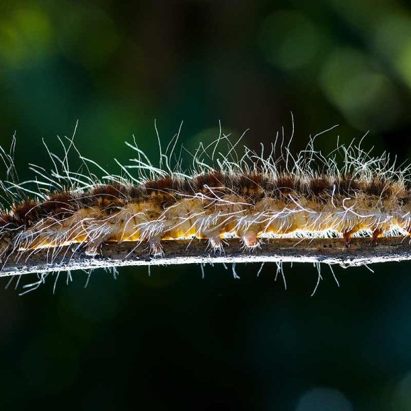 Quel est l'ennemi de la chenille processionnaire ?