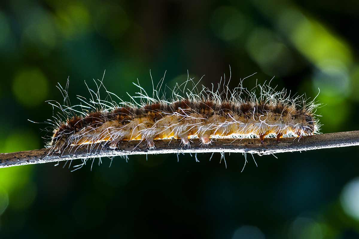 Quel est l'ennemi de la chenille processionnaire ?