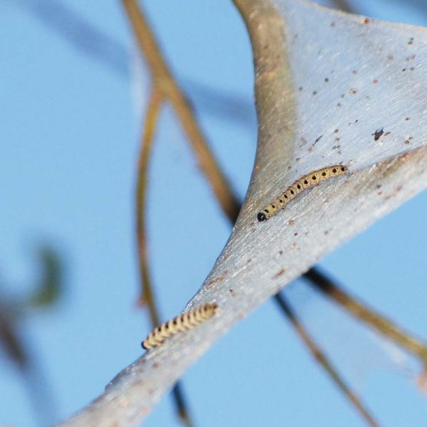 Nid d’hiver de la chenille processionnaire : le bon indicateur d'une infestation