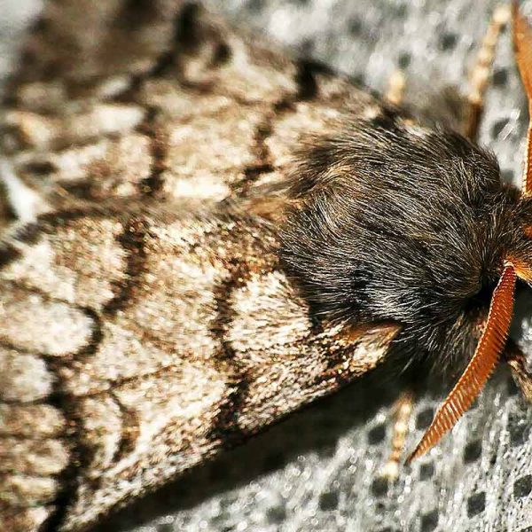 papillon de la chenille processionnaire