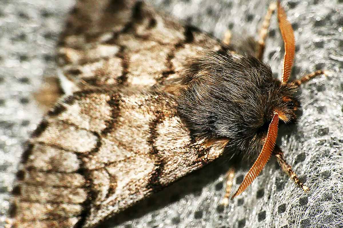 papillon de la chenille processionnaire