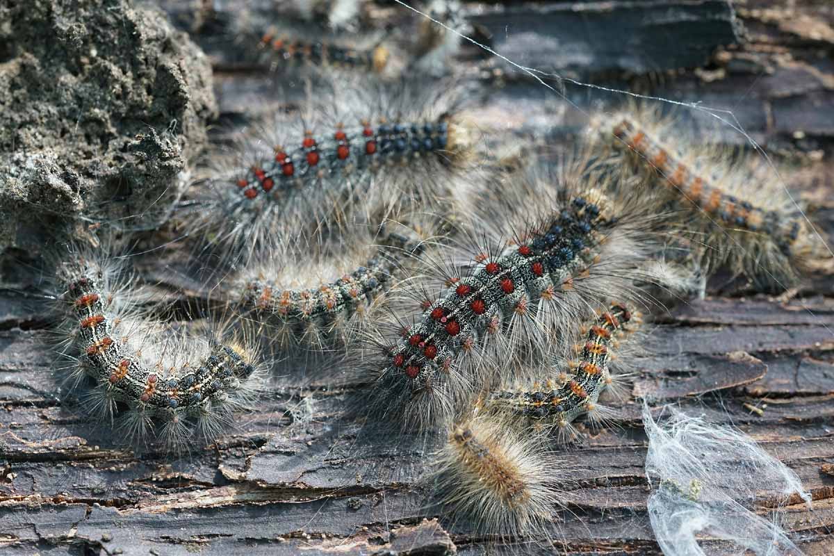 invasion de chenilles processionnaires