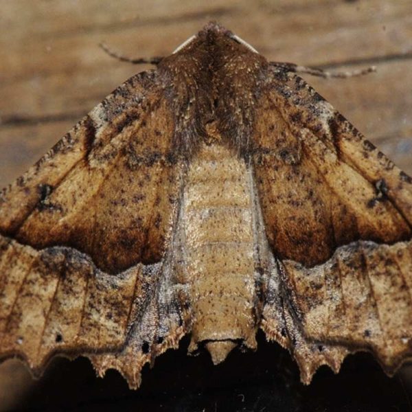 papillon de la chenille processionnaire