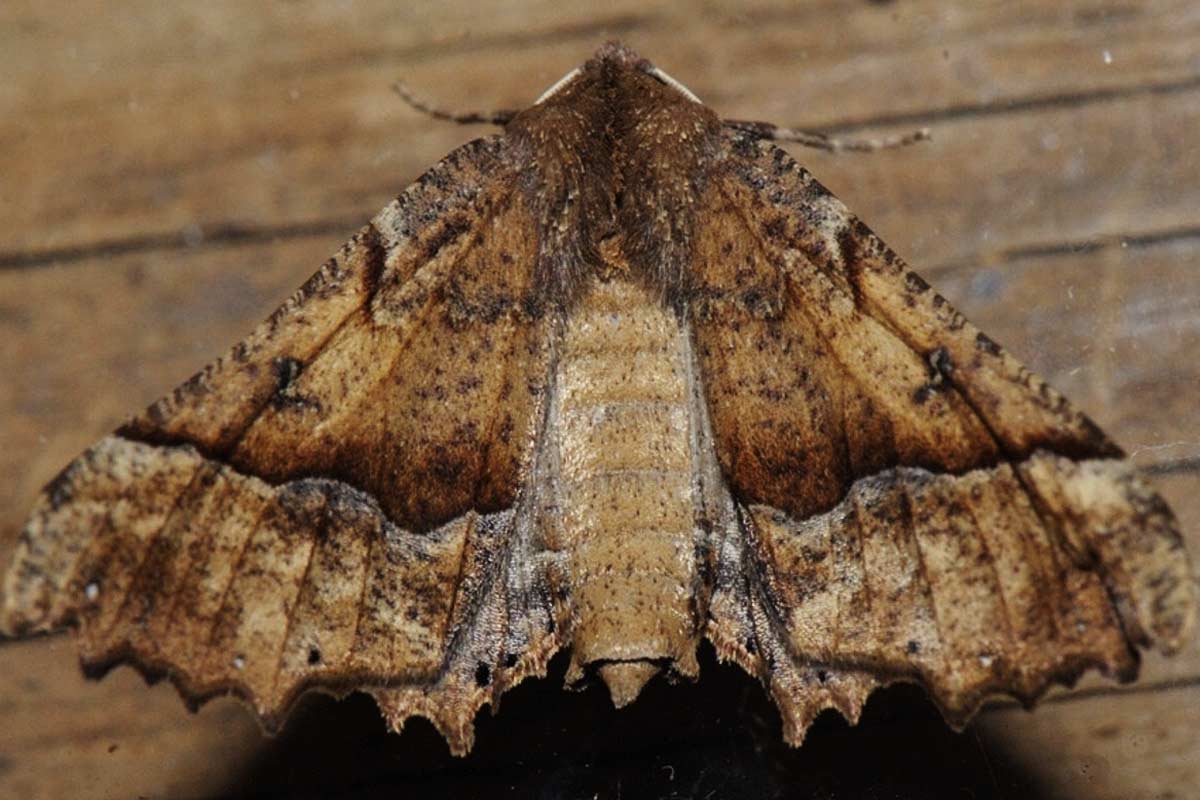 papillon de la chenille processionnaire