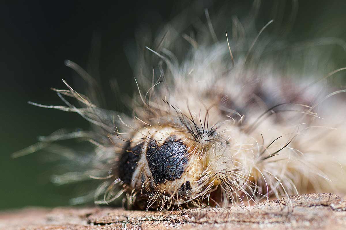 Quelle piège pour la chenille processionnaire du pin ?