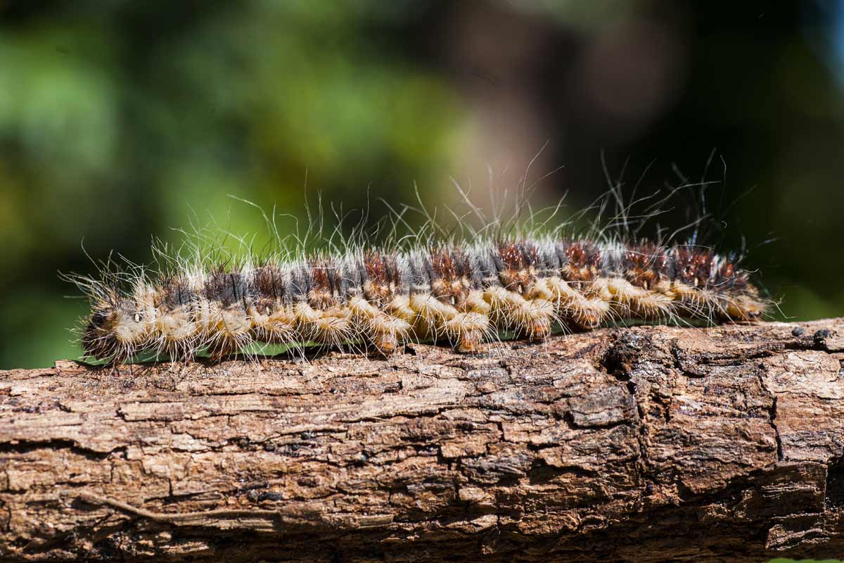 lutte biologique contre les chenilles processionnaires