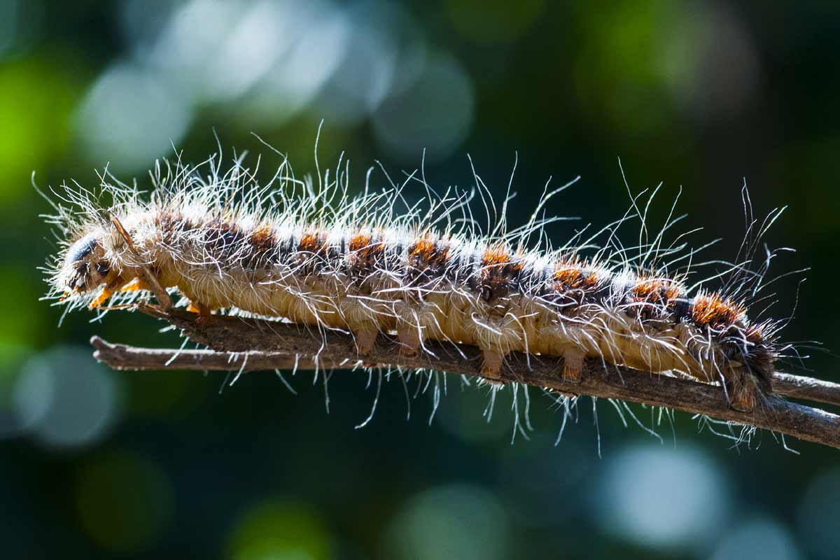 Chenille processionnaires du pin en gros plan