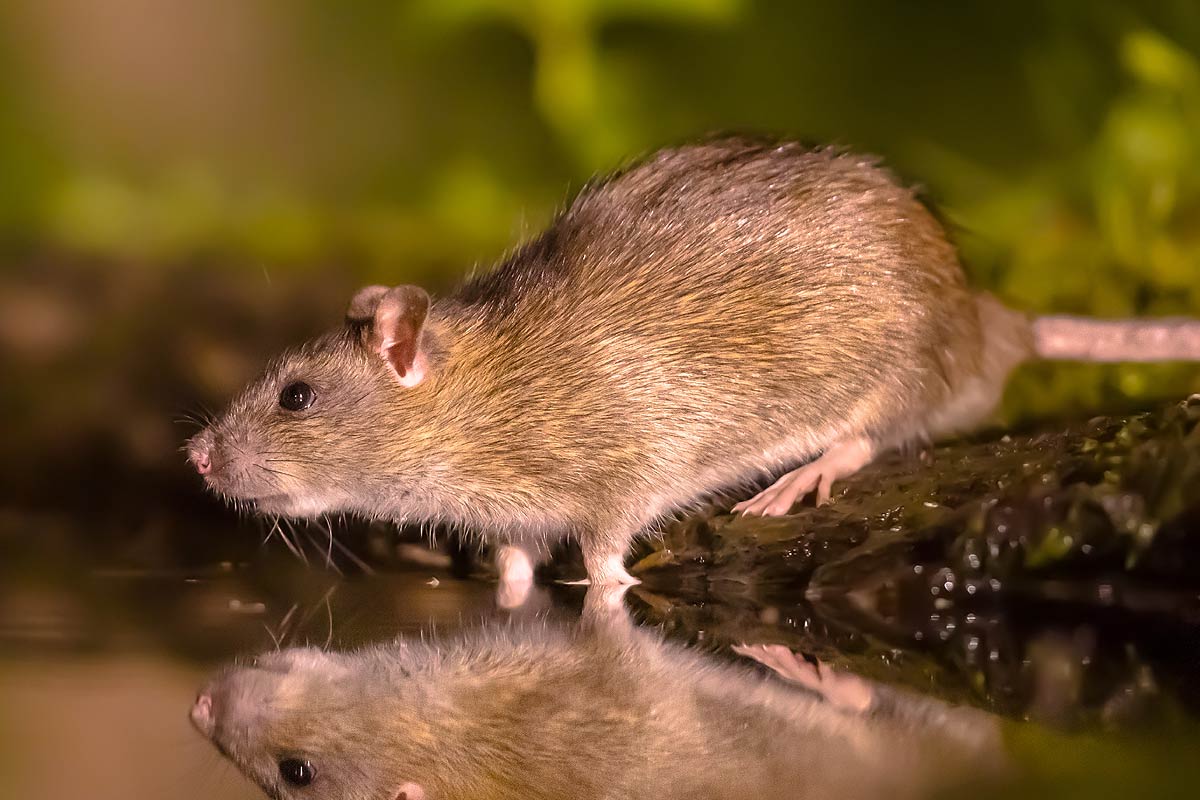 Méthodes préventives pour empêcher les nuisibles de s'installer dans la maison.